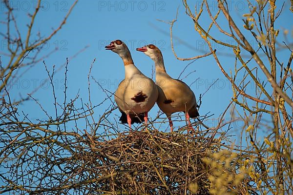 A pair of Egyptian Geese on their nest in a tree, Lake Uemmingen