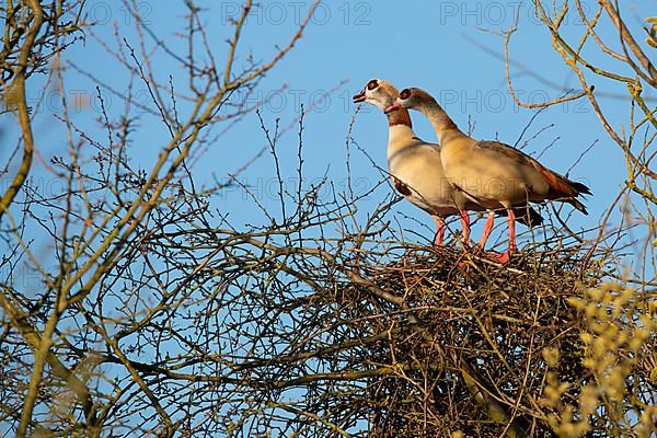 A pair of Egyptian Geese on their nest in a tree, Lake Uemmingen