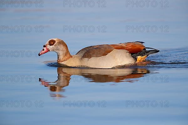 A Egyptian goose reflected in the water, Lake Uemmingen