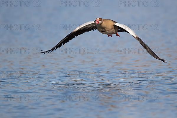 A Egyptian goose in flight, Lake Uemmingen