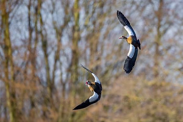 Two Egyptian Geese approaching, Lake Uemmingen