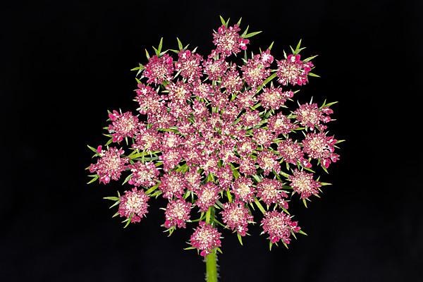 Inflorescence of a wild carrot,