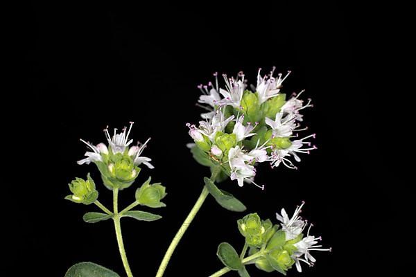 Flowering marjoram,