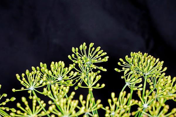 Dill,