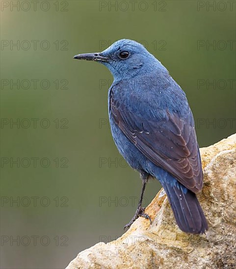 Blue Rock Thrush,