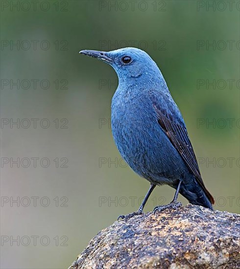 Blue Rock Thrush,