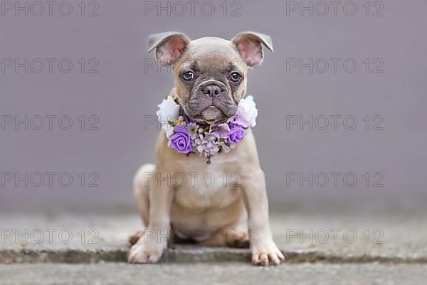 Young French Bulldog dog puppy with floppy ears wearing a purple flower collar in front of gray wall,