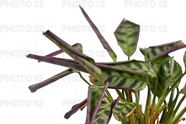 Thirsty Ctenanthe Burle Marxii house plant with rolled up and crispy leaves on white background,