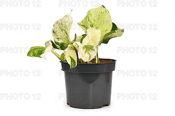 Tropical Epipremnum Aureum Manjula pothos houseplant in flower pot isolated on white background,