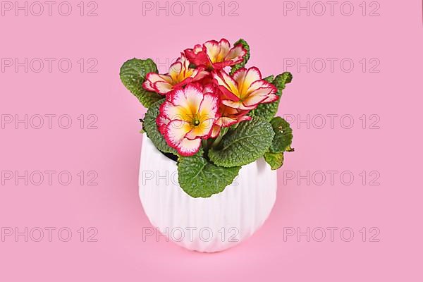 Pink and yellow Primula Acaulis Scentsation primrose in white flower pot on pink background,