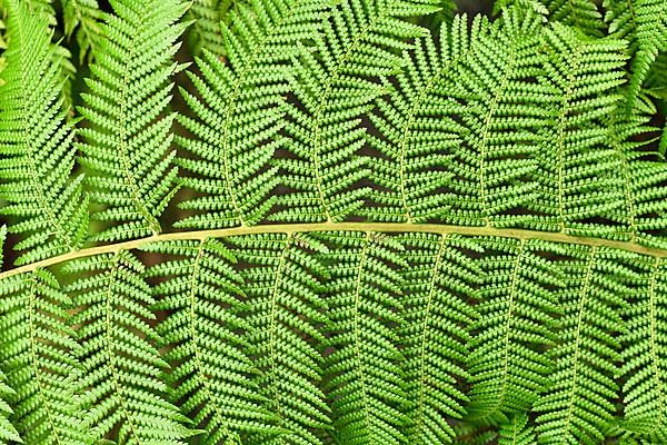 Close up of leaf of soft tree fern. Botanic name Dicksonia Antarctica,
