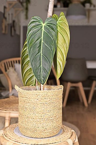 Exotic Philodendron Melanochrysum houseplant with long velvet leaves in basket flower pot on table,