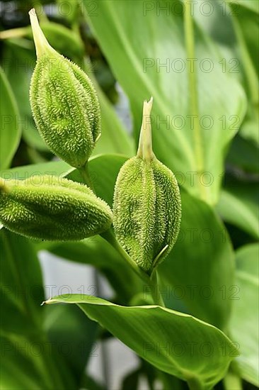 Ripening seedpod of tropical Canna Flaccida plant,