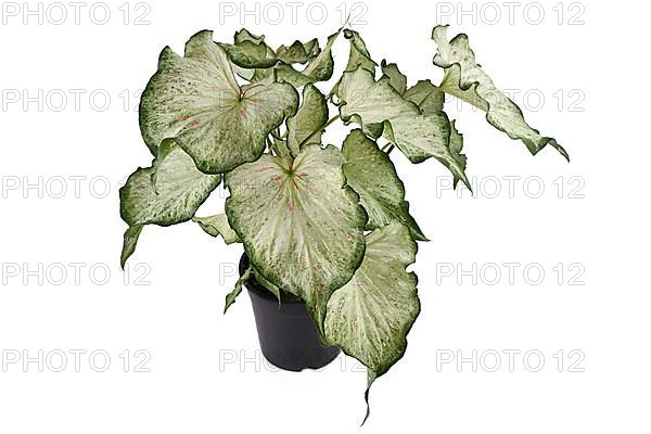 Tropical Caladium Candyland houseplant with beautiful white and green leaves with pink freckles in pot on white background,
