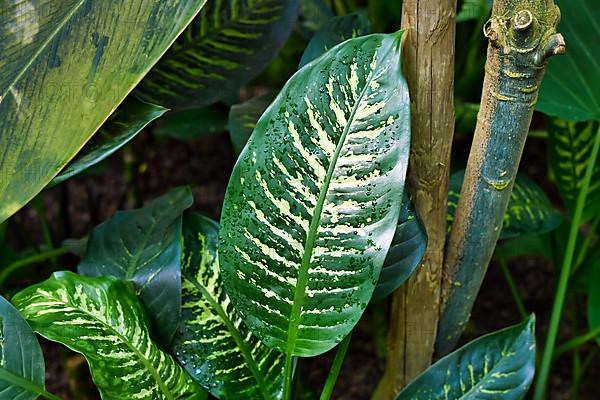 Exotic Dieffenbachia Seguine Tropic Snow houseplant with yellow and green pattern,