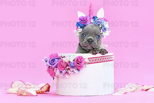 Blue French Bulldog dog puppy with unicorn headband with horn peeking out of box with flowers on pink background,