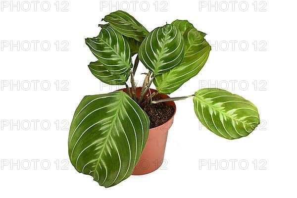 Exotic Maranta Leuconeura Cat Moustache houseplant in flower pot on white background,