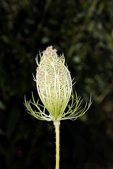 Opening wild carrot,