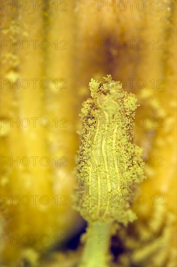 Close-up, pistil of a male flower of a Hokkaido pumpkin