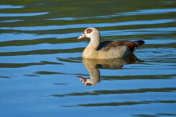 Egyptian Goose,