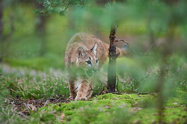 Cougar, Mountain Lion