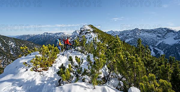 Hiker between mountain pines, on a ridge in autumn with snow