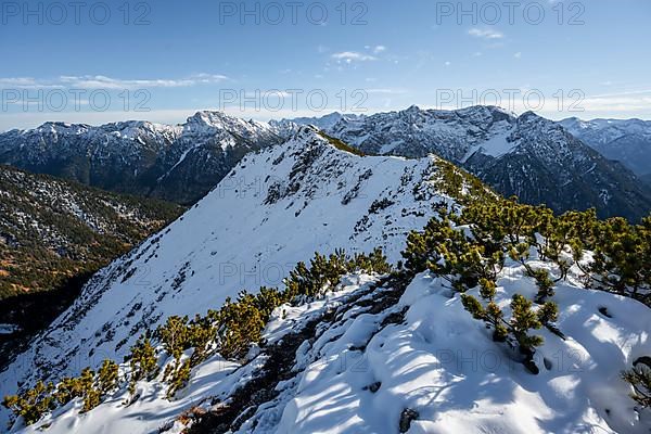 Hiking trail on the ridge between mountain pines in the Hebrst with snow, hiking trail to Weitalpspitz