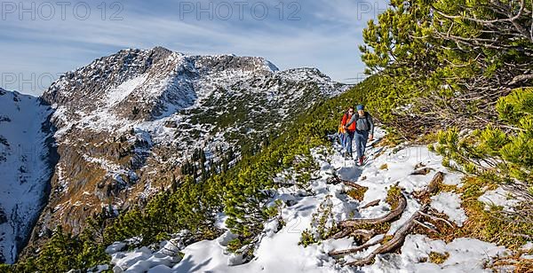 Hiker between mountain pines, hiking trail to Weitalpspitz