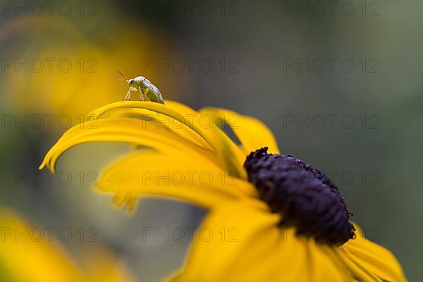 Common meadow bug,