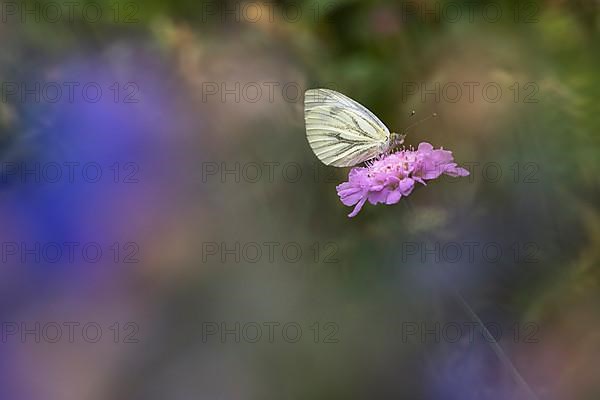 Green-veined white,