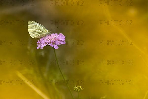 Green-veined white,