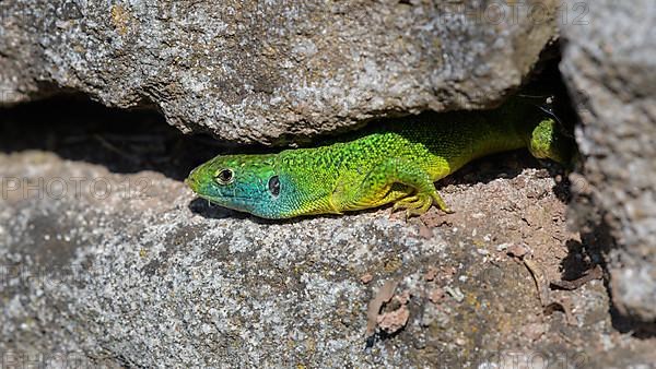 Western green lizard,