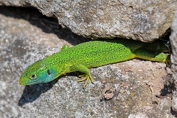 Western green lizard,