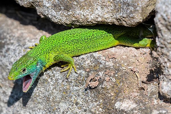 Western green lizard,