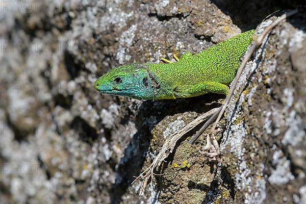 Western green lizard,