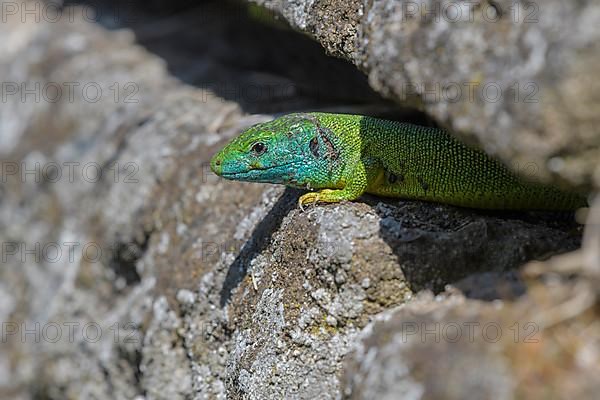 Western green lizard,