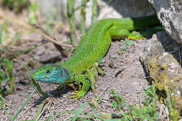 Western green lizard,