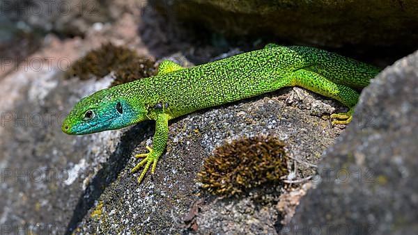 Western green lizard,