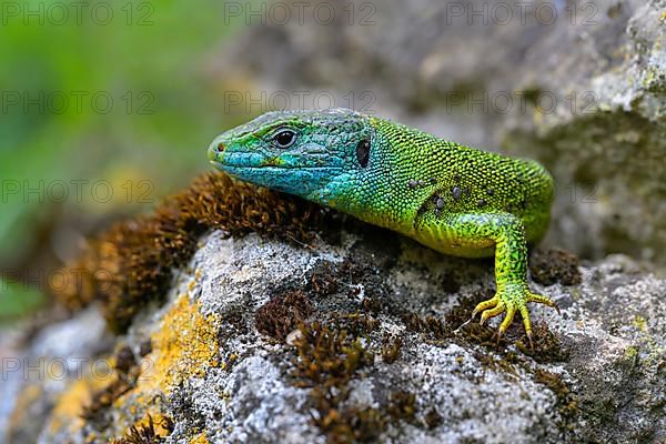 Western green lizard,