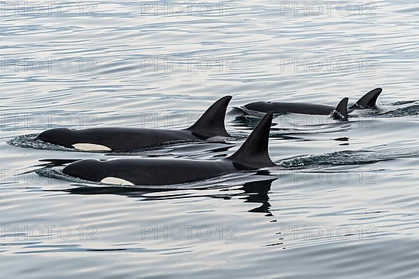 Killer whales,