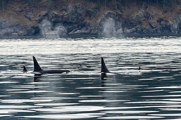 Killer whales,