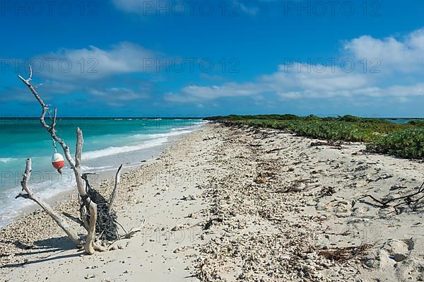 Beach sculpture on a white sand beach in turquoise waters, Fort Jefferson