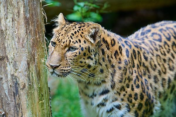 Amur leopard,