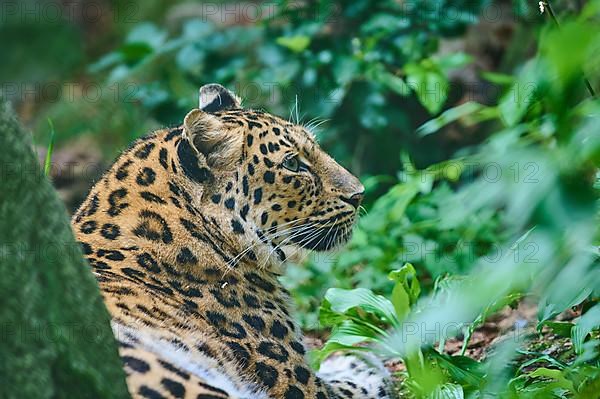 Amur leopard,