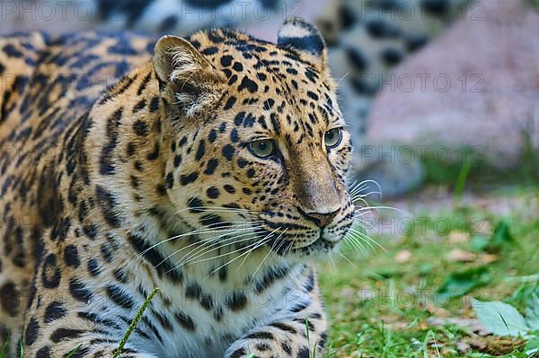 Amur leopard,