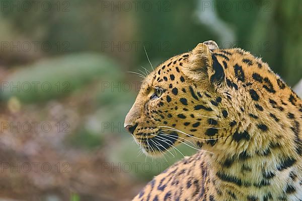 Amur leopard,