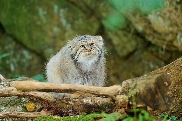 Pallas's cat,