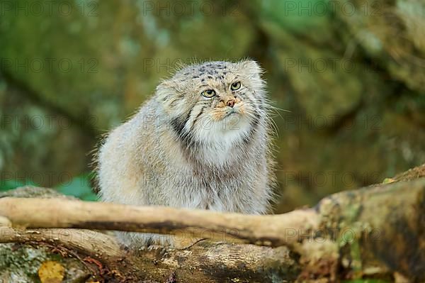 Pallas's cat,