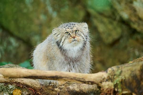 Pallas's cat,