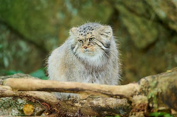 Pallas's cat,